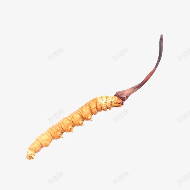 中药冬虫夏草虫草png免抠素材_新图网 https://ixintu.com 中华人民共和国西藏自治区 中国西藏 中药 中药材 产品实物 断草 新草 纯天然 药材 西藏那曲 道地虫草 野生