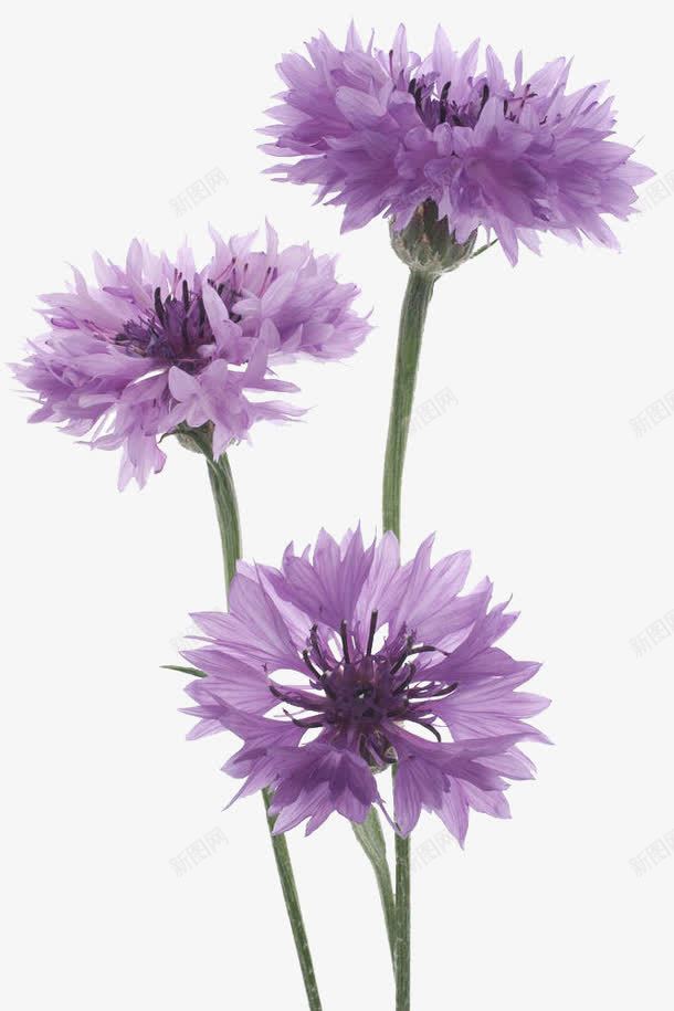 紫色矢车菊花束大图png免抠素材_新图网 https://ixintu.com 唯美 实物 清新 矢车菊 紫色 花束 花瓣 高清大图