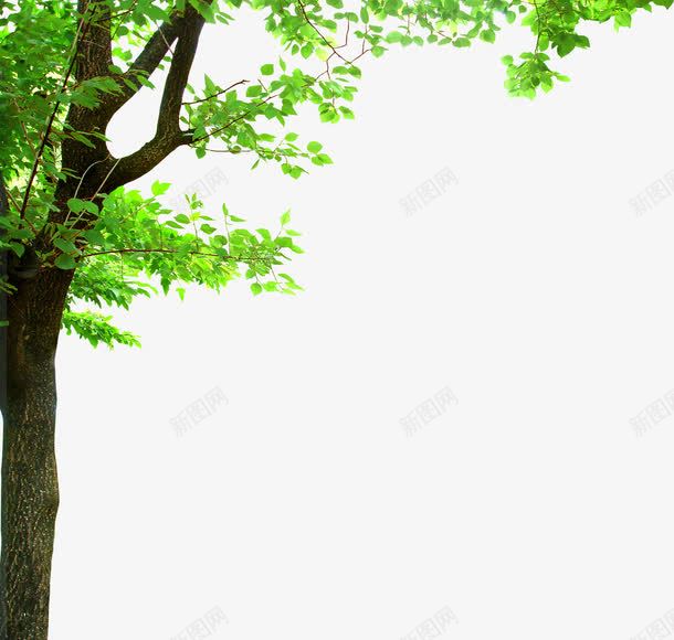 绿色清爽大树树枝png免抠素材_新图网 https://ixintu.com 大树 树枝 清爽 绿色