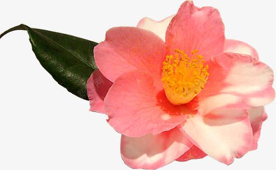 粉色茶花png免抠素材_新图网 https://ixintu.com 产品实物 唯美茶花 婚礼装饰物 山茶花 开花 盛开的茶花 粉色茶花 花开 花朵 花朵底纹 茶花 贺卡装饰物