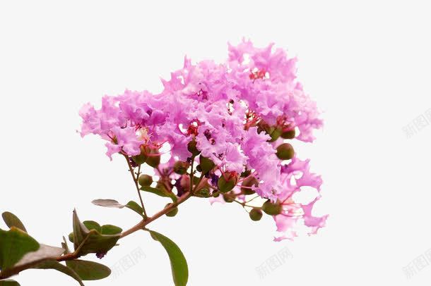 红色的紫薇花png免抠素材_新图网 https://ixintu.com 叶子 紫红色 紫薇 紫薇花 花瓣 花苞