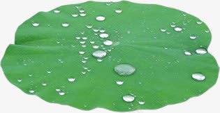 春天绿色荷叶上的水滴png免抠素材_新图网 https://ixintu.com 春天 水滴 绿色 荷叶