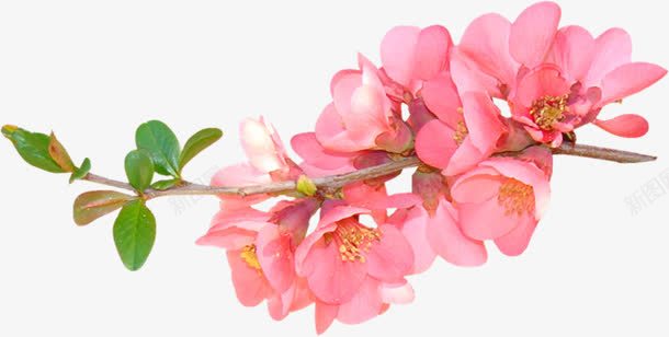 春天绿叶花朵促销活动装饰png免抠素材_新图网 https://ixintu.com 促销 春天 活动 绿叶 花朵 装饰