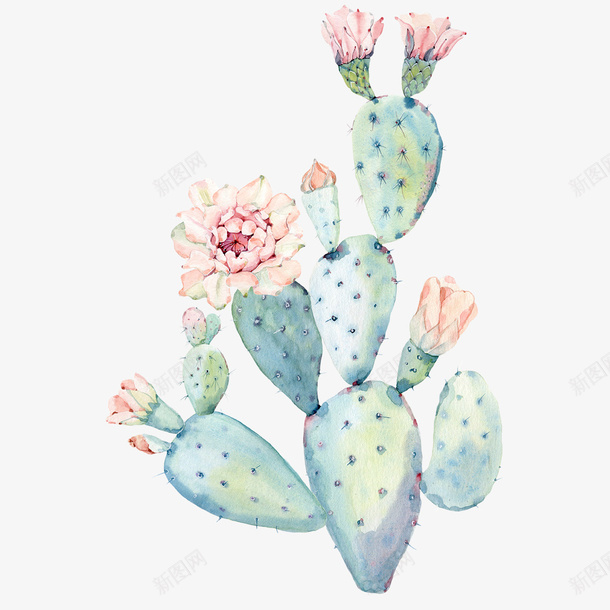 手绘水彩仙人掌植物png免抠素材_新图网 https://ixintu.com 仙人掌 仙人球 唯美风 多肉植物 手绘仙人掌 植物 水彩 花朵