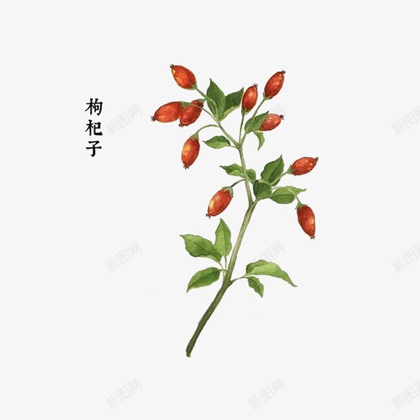 中药材枸杞子png免抠素材_新图网 https://ixintu.com 中药材枸杞子 保护肝脏 手绘中药材 明目补肾