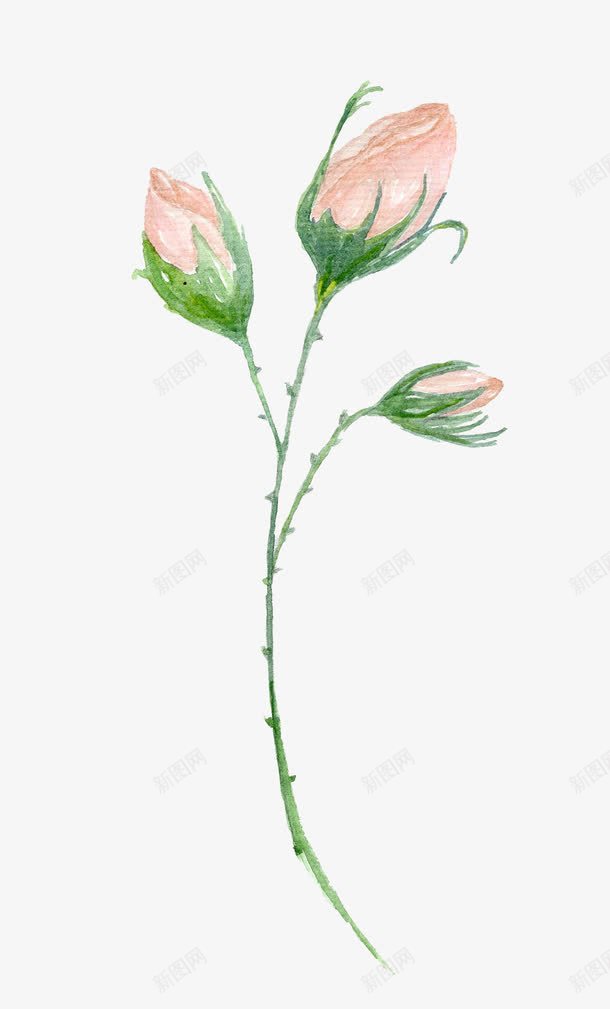 香槟色玫瑰花苞png免抠素材_新图网 https://ixintu.com 含苞待放的玫瑰 手绘花朵 植物 水彩花卉 花卉 花朵