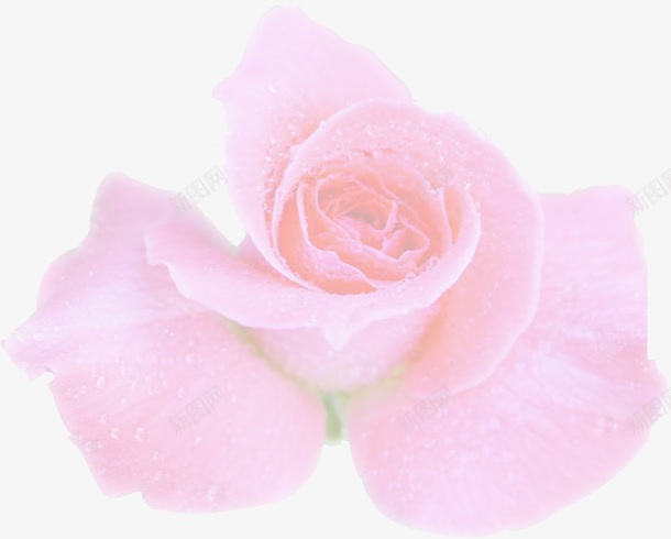 粉色玫瑰花婚礼三折页png免抠素材_新图网 https://ixintu.com 图片 婚礼 玫瑰花 粉色