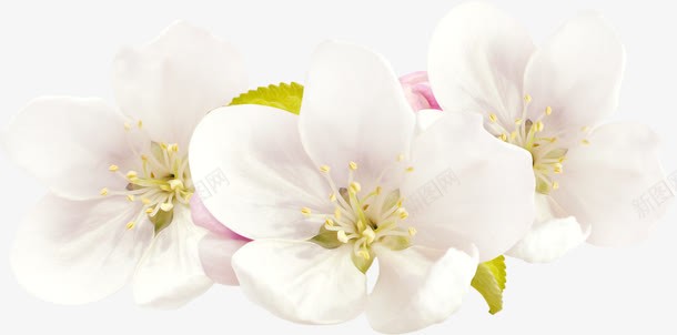 桃花png免抠素材_新图网 https://ixintu.com 一朵桃花 七星瓢虫 三角梅 山楂 桃花 梅花 水仙花 牡丹 玫瑰 白色蝴蝶兰 草地 菊花 葡萄 蓝莓 蝴蝶 蝴蝶兰 郁金香 雏菊