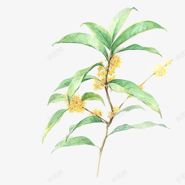 桂花枝矢量图eps免抠素材_新图网 https://ixintu.com 手绘 桂花 水彩 秋天 绿色 金桂 矢量图