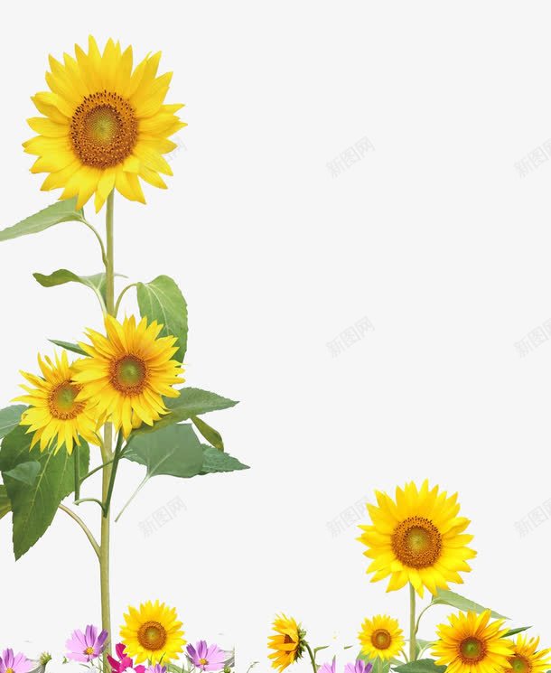 手绘向日葵墙绘png免抠素材_新图网 https://ixintu.com 向日葵 墙绘 墙绘图案 小清新 温暖阳光 简约 背景墙 贴纸 黄色