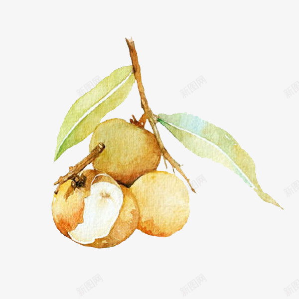 手绘装饰水果荔枝png免抠素材_新图网 https://ixintu.com 产品包装 手绘 桂圆手绘 水果 水果店 海报宣传 装饰性