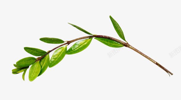 春天的嫩芽png免抠素材_新图网 https://ixintu.com 嫩芽 春天 树枝 绿叶