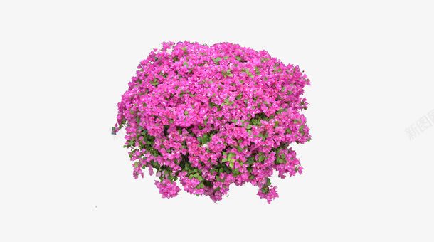 花卉元素png免抠素材_新图网 https://ixintu.com 园林 室外 山水风景 石头 花儿 装饰