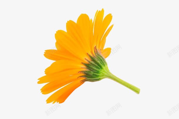 金盏花png免抠素材_新图网 https://ixintu.com 免抠图片 实物 常春花 绿化景观 花儿 花卉 花朵 花瓣 花草 草本植物 金盏花 金盏菊 黄金盏