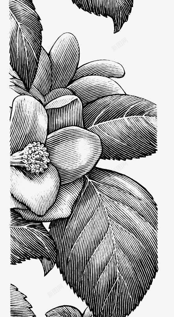 黑色素描茶花png免抠素材_新图网 https://ixintu.com 极简 植物 线条 花卉
