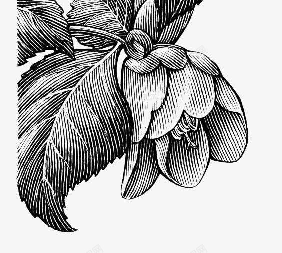 黑色素描茶花png免抠素材_新图网 https://ixintu.com 极简 植物 线条 花卉