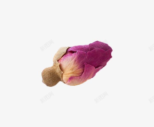 粉色玫瑰花苞png免抠素材_新图网 https://ixintu.com 含苞待放的玫瑰 复古干花 干枯 干枯的 干花 植物 玫瑰 粉色 花卉 花苞