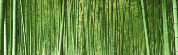 大气竹林风景淘宝海报背景jpg设计背景_新图网 https://ixintu.com banner 城市 大气 奢华 摄影 楼房 淘宝素材 淡色 简约 素材 都市 风光 高楼大厦 高清