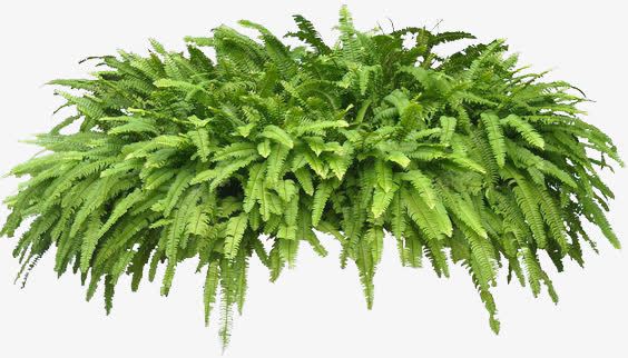 绿色植物叶子草堆png免抠素材_新图网 https://ixintu.com 叶子 绿色植物