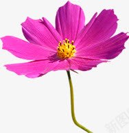 唯美花朵春天壁画png免抠素材_新图网 https://ixintu.com 壁画 春天 花朵