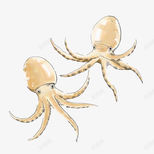 手绘海鲜生鲜鱿鱼png免抠素材_新图网 https://ixintu.com 手绘 手绘火锅食材 火锅 生鲜 美食 食材 食物 鱿鱼