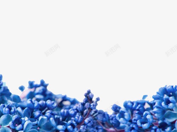 蓝紫色花ppt背景png免抠素材_新图网 https://ixintu.com ppt模板 ppt背景 紫色 花 蓝色