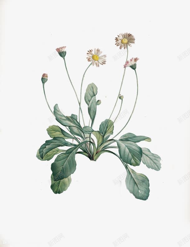 向上的雏菊png免抠素材_新图网 https://ixintu.com 彩铅 手绘 植物 白色花 绿叶 花卉 花朵 菊花
