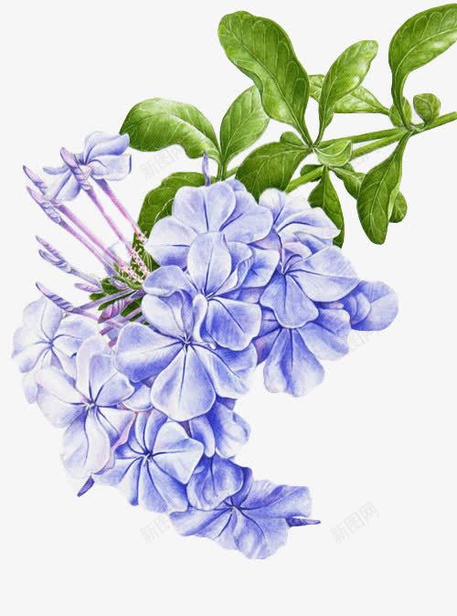 紫色的花png免抠素材_新图网 https://ixintu.com 植物 水彩 紫色 花卉