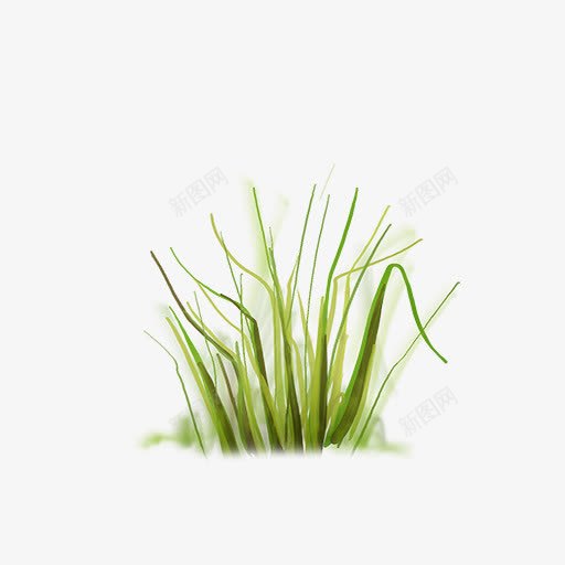 草地草坪绿草png免抠素材_新图网 https://ixintu.com 春天 植物 沿阶草 绿色 绿草 草丛 草地 草地草坪绿草 草坪 野草