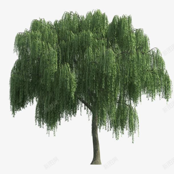 绿色杨柳树png免抠素材_新图网 https://ixintu.com 垂杨柳 春天 杨柳树 植树节 绿色