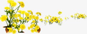 春天黄色雏菊装饰png免抠素材_新图网 https://ixintu.com 春天 装饰 黄色