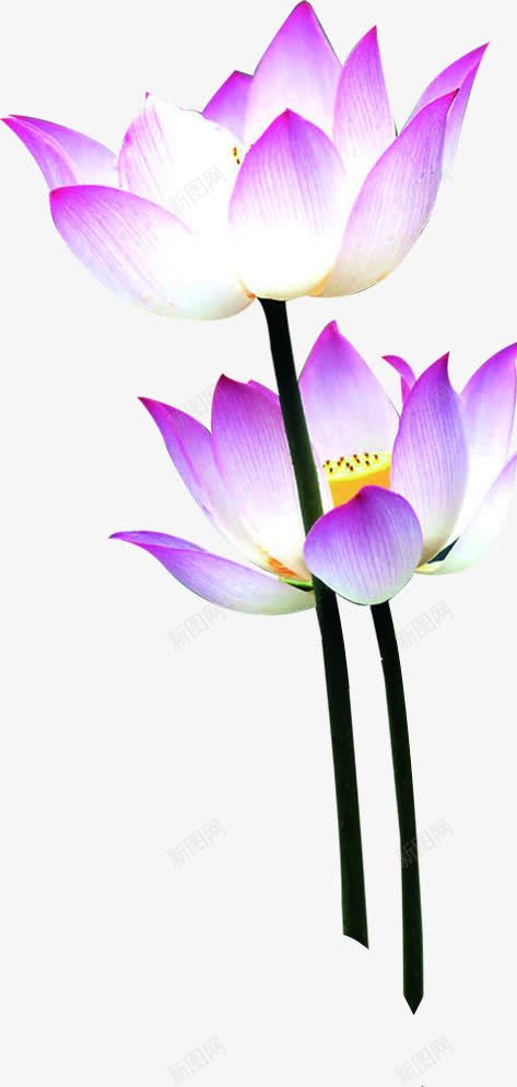 中秋节粉色渐变花朵国庆png免抠素材_新图网 https://ixintu.com 中秋节 国庆 渐变 粉色 花朵