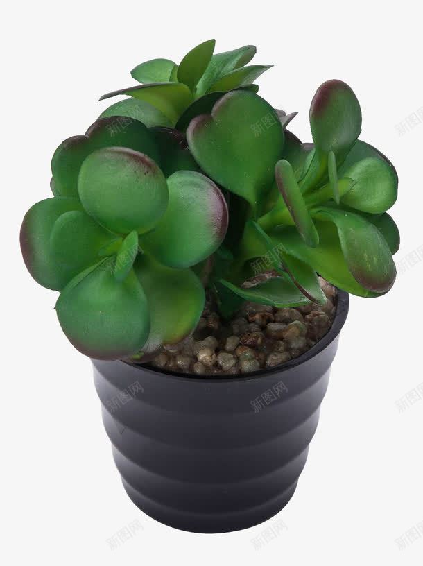 绿色盆栽png免抠素材_新图网 https://ixintu.com 产品实物 多肉植物 沙漠玫瑰叶 盆景 绿色 高仿真