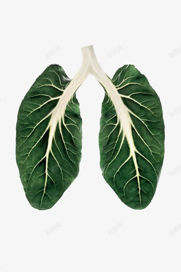 绿色叶子png免抠素材_新图网 https://ixintu.com nosmoking 不准吸烟 公益 叶子 气管 禁止吸烟 绿色 绿色肺叶 肺叶 肺部 肺部创意