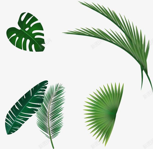 手绘树叶png免抠素材_新图网 https://ixintu.com 工笔树叶 手绘 树叶 植物 热带植物 绿色 芭蕉叶