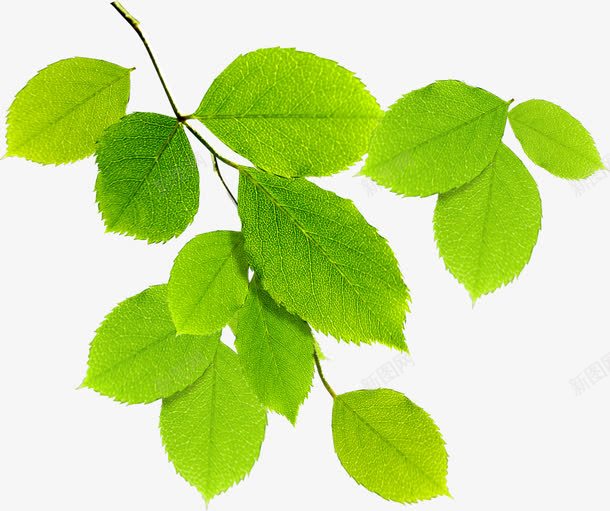 夏日海报活动植物树叶绿色png免抠素材_新图网 https://ixintu.com 夏日 树叶 植物 活动 海报 绿色