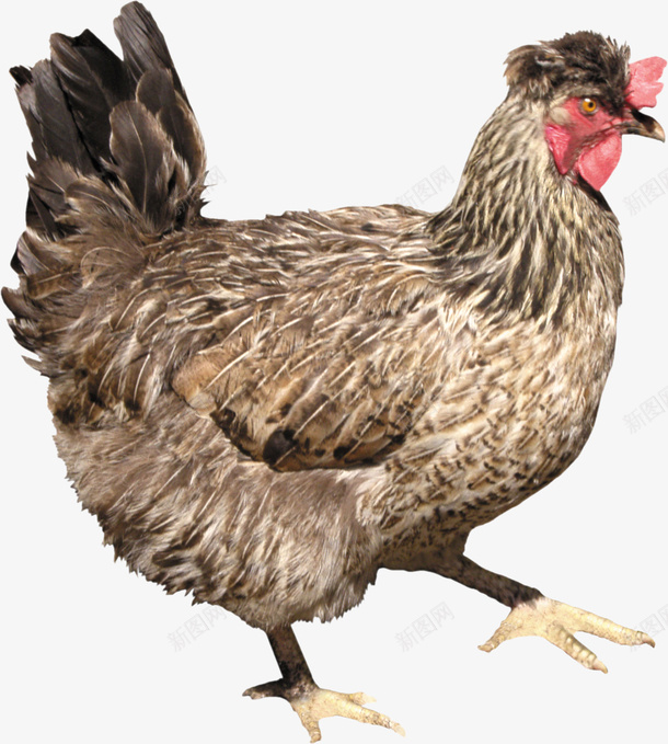 动物鸡CHICKEN柴鸡png免抠素材_新图网 https://ixintu.com 三黄鸡 公鸡 动物 散养鸡 柴鸡 母鸡 活鸡 鸡