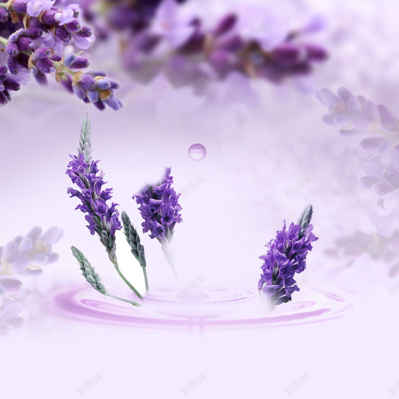 紫色薰衣草背景jpg设计背景_新图网 https://ixintu.com 主图 梦幻 浪漫 清新 紫色 薰衣草