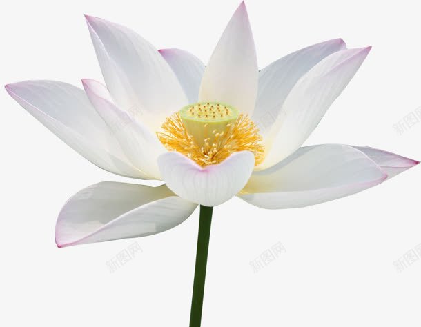 白色的荷花开放效果png免抠素材_新图网 https://ixintu.com 开放 效果 白色 荷花