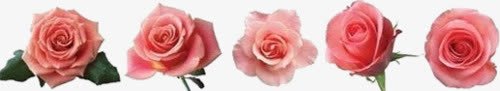 花png免抠素材_新图网 https://ixintu.com 夏天元素 文艺 春天 植物 清新 玫瑰 花卉 花朵 蔷薇 边框 鲜花