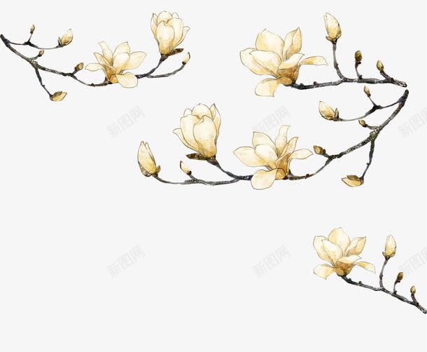 玉兰花png免抠素材_新图网 https://ixintu.com 手绘 玉兰花 绽放
