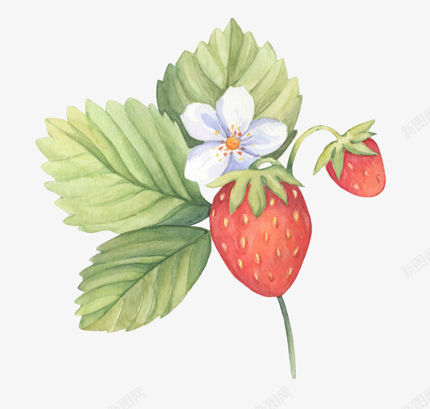 手绘图谱草莓花朵果实png免抠素材_新图网 https://ixintu.com 包装设计 图谱 手绘 果实 花朵 草莓 草莓叶子