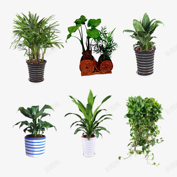 绿色植物盆景系列png免抠素材_新图网 https://ixintu.com 万年青 栽培 植物 盆景 绿色 绿色植物 绿萝 花瓶 花盆