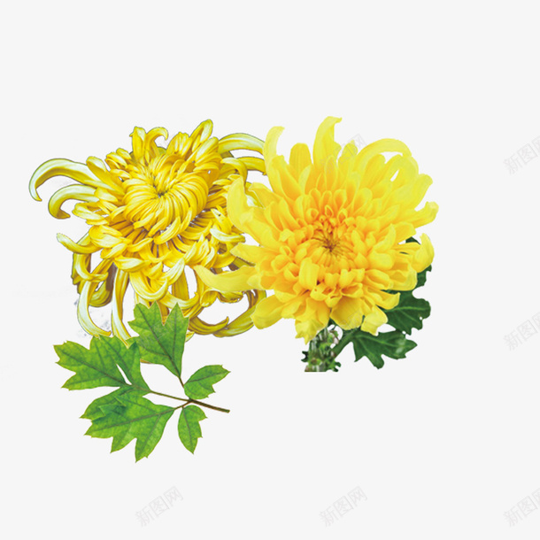 唯美菊花png免抠素材_新图网 https://ixintu.com 叶子 唯美 唯美菊花 浪漫 绿色 绿色叶子 花朵 菊花 菊花图案 菊花花束 鲜花 黄色