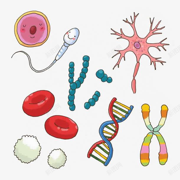 卡通精子卵子红细胞png免抠素材_新图网 https://ixintu.com DNA 健康 医疗 卡通 卡通精子 卵子 宣传 物质 生殖 精子 红细胞 遗传