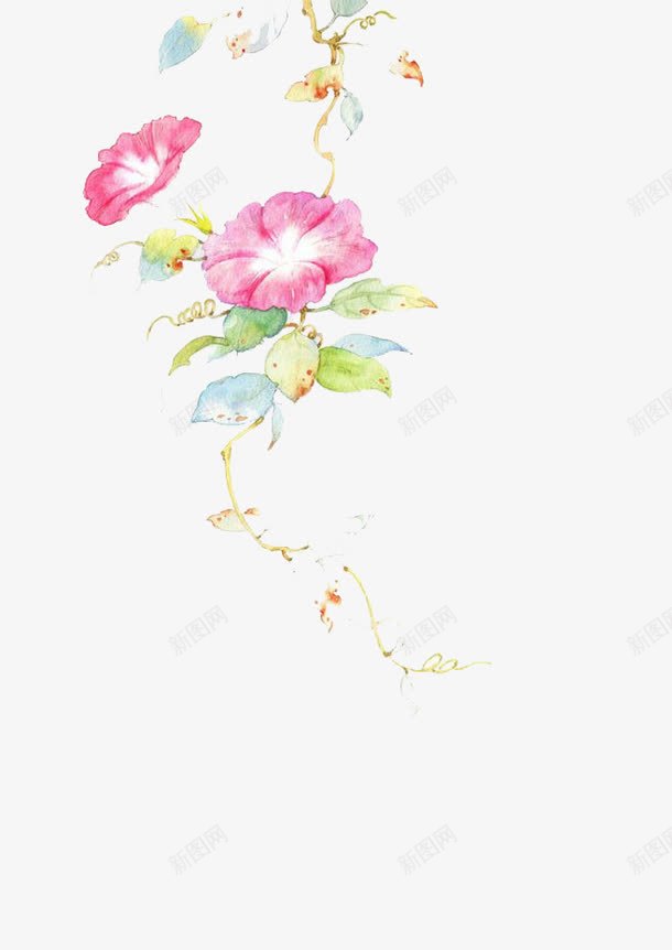 水彩小清新牵牛花png免抠素材_新图网 https://ixintu.com 小清新水彩植物 平面设计装饰图案 牵牛花PNG 牵牛花手绘 牵牛花藤 牵牛花边框 粉红色牵牛花
