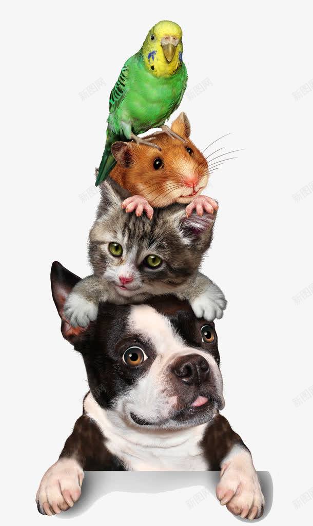 动物png免抠素材_新图网 https://ixintu.com 仓鼠 动物 可爱动物 狗 猫 食物链 鹦鹉
