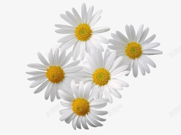 五朵白色菊花png免抠素材_新图网 https://ixintu.com 太阳花 白色小菊花 白色菊花图片 花朵 菊 菊花 菊花图案 菊花花束 野菊花 鲜花