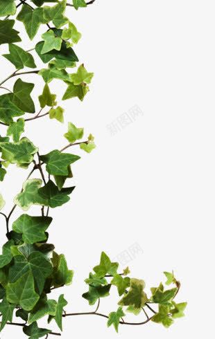 绿色葡萄藤蔓海报背景png免抠素材_新图网 https://ixintu.com 海报 绿色 背景 葡萄 藤蔓
