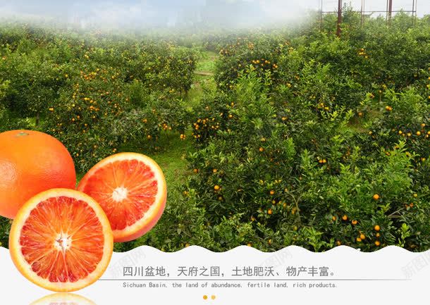 水果果园背景png免抠素材_新图网 https://ixintu.com 果园背景 水果 血橙